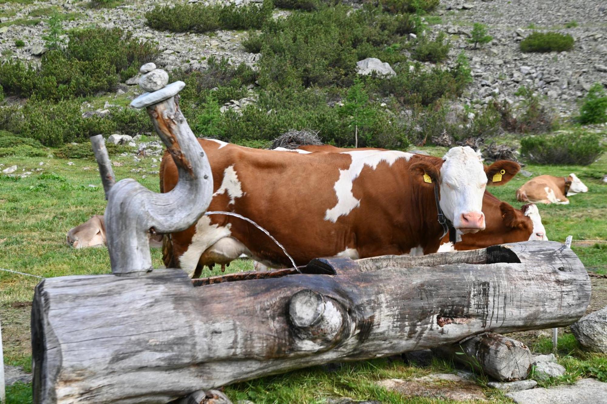 Agriturismo Bosco D'Oro ลีวินโญ ภายนอก รูปภาพ