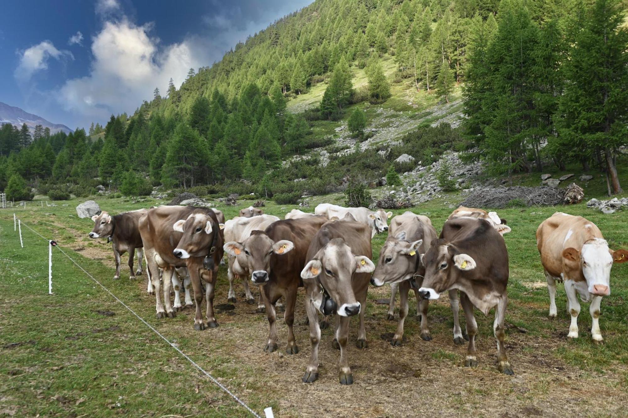 Agriturismo Bosco D'Oro ลีวินโญ ภายนอก รูปภาพ